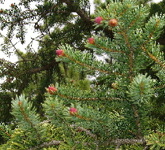 Pine Cone buds